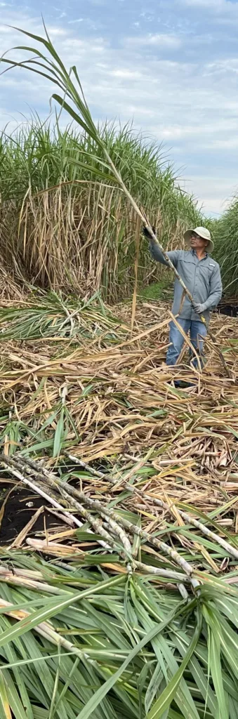 Baskaran Kannan evaluating gene edited sugarcane in the field